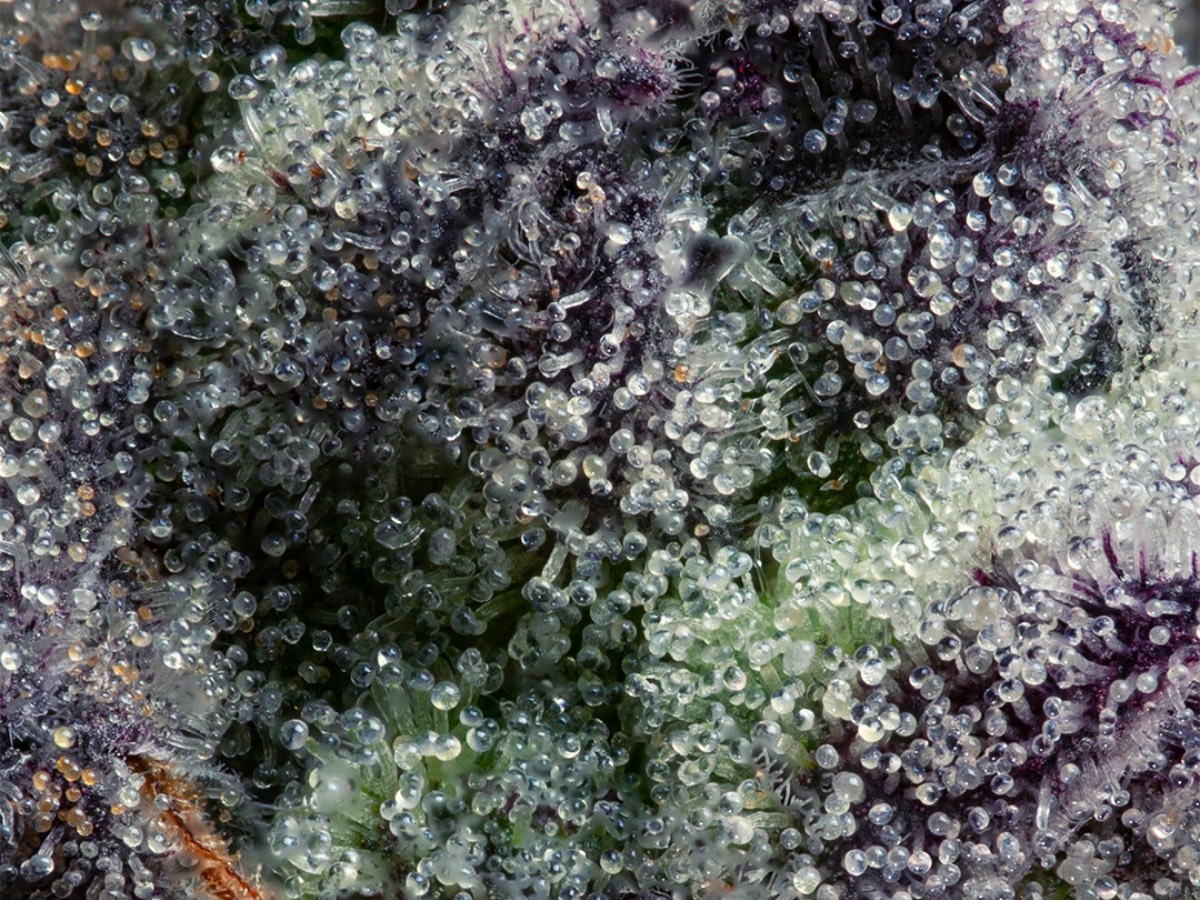 Macro close-up of trichomes on purple-tinged cannabis flower